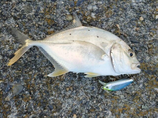 line_oa_chat_240924_153539