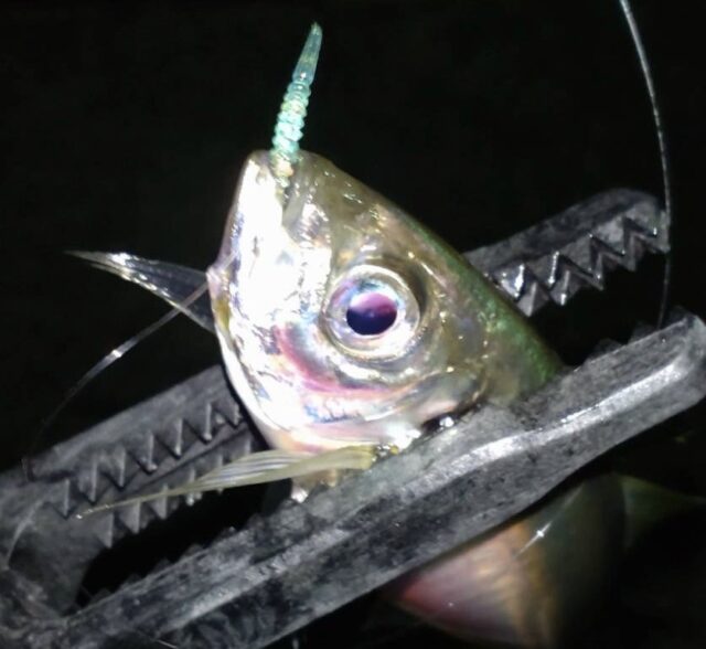 xR_jqZvyF2kaHVRnPfsDu-gZNuhs3W5629JaU2VZw6uAJSFG_DuWLDWS1cGn6NIuhrDvPl3VoKc2kCSpX_mqDJkx32n244tuf1IVwFSFTHczWk-pjuWrE6qnsBYTOCalkCPUNF5rJUTpUxwFl42Qjw==