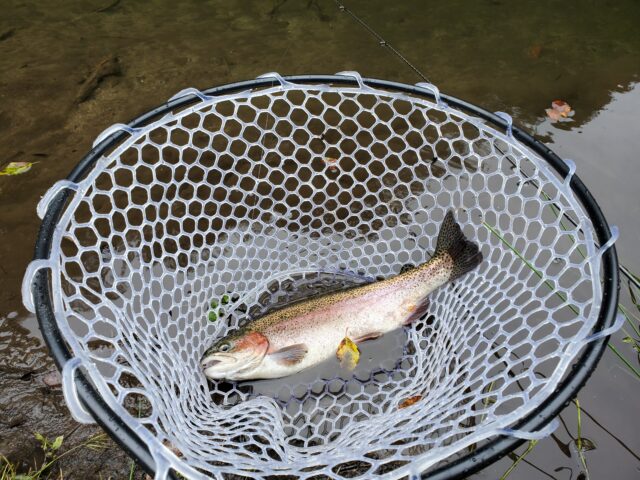 20241015_084238-640x480