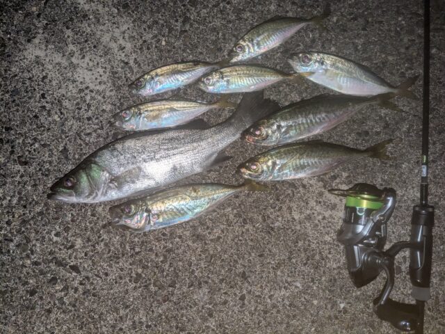 アジングでセイゴ