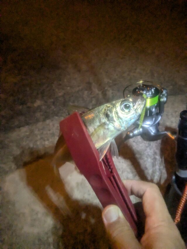 ｱｼﾞｱﾀﾞｰでヒット