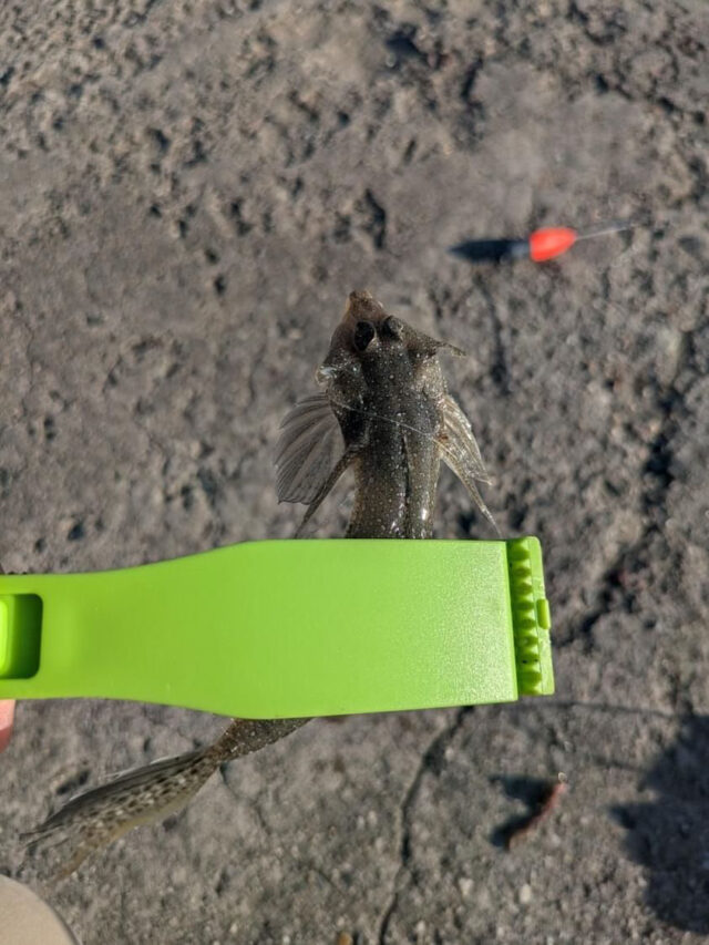 A81C74E0-FBC5-4EB2-908B-A0BDF61DC072