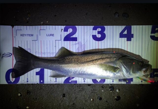 CUSI3a9fXwISb3QvcpcP_BgiX4CvzwKcpvAfEJPKAsC0DzZNM8h0NlfrRDbOmz_MBe_fK7lYH1OCDhRRywGXwSYjnQsjFeGkcVHBBCNuIZbt5pZ4FCs_SjFXKfMJw3unQ0mGTKiMiK02azDH-NEk1Q==