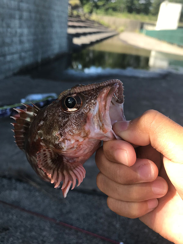 9月6日-谷中さん様