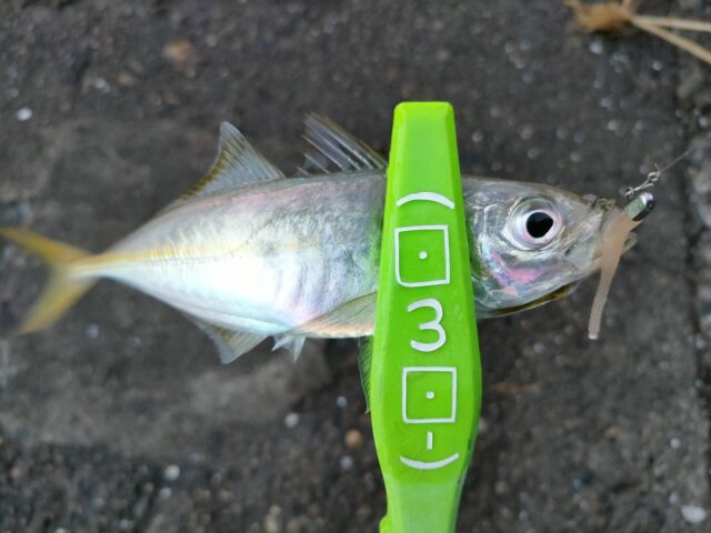 line_oa_chat_241016_195502