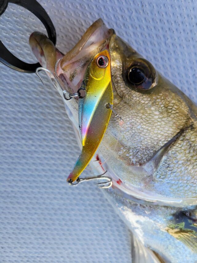 whLdBZ-RIU9sc2tLZ7AR71YtjzvY3gX2MQMRBT0MOzOV5Lu0p7BEOKWP4AvwxInRISuZ2icmFcmKG3Z8I_Kl__yQYyzegt_-dTYtVuVl7LktnahJVO42OOHqlaOG_Q4lyoEYSNdl5TIBu65cFcBv0A==