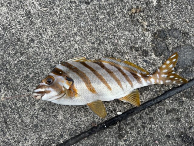 堤防イシダイ⑵