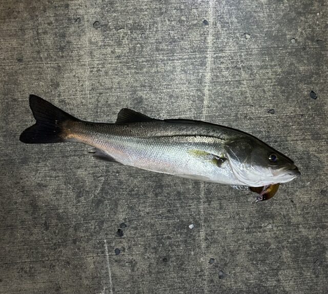 5BA22DB0-00DF-4294-B0BF-F7DBBADED375-640x573