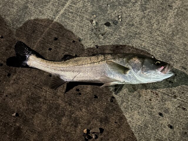 A3834FF6-C3CF-4ADF-8500-AF0E669E697C