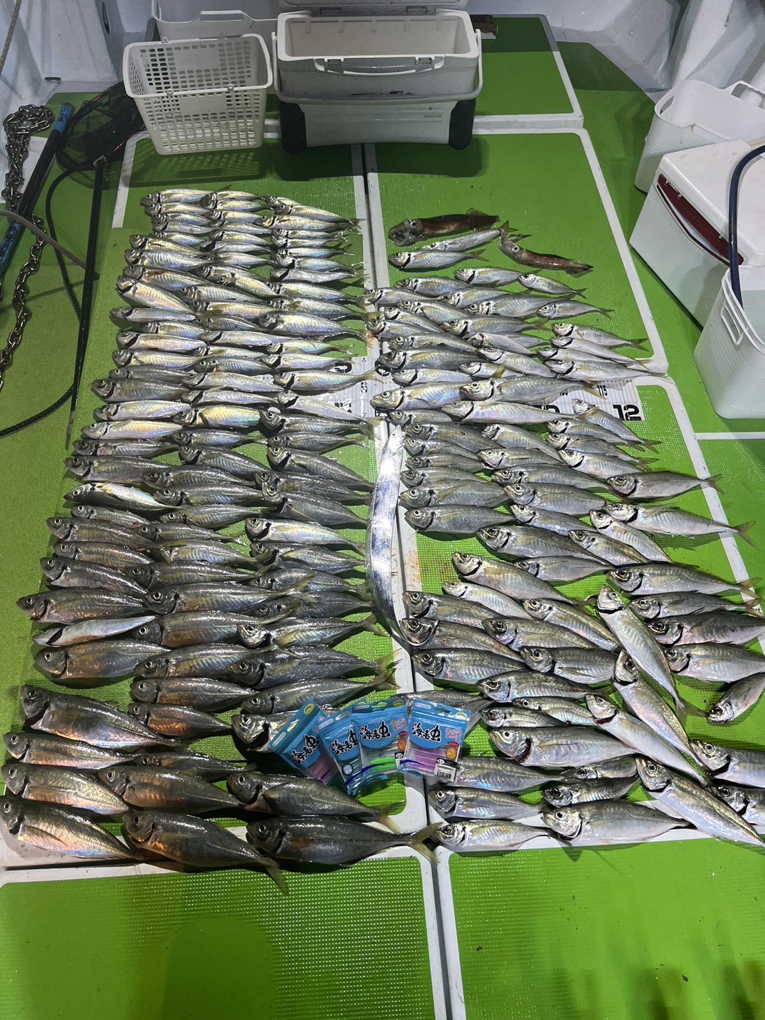 尾鷲天満浦「沖栄丸」さんでバチコンに行ってきました！海毛虫で大爆釣