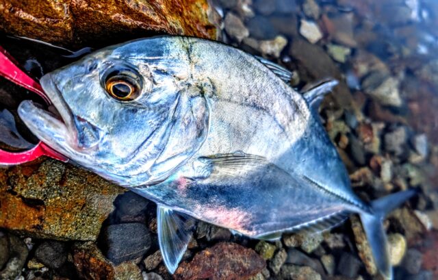 PXL_20241109_074506431~3