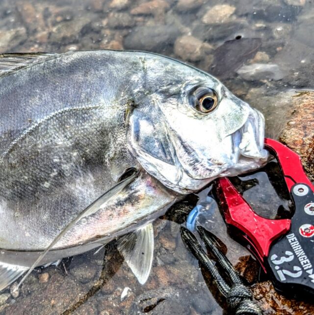 PXL_20241110_050855476.MP~2_copy_937x938