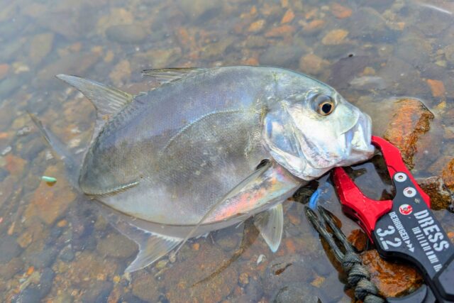 PXL_20241110_050855476.MP~5_copy_1699x1134