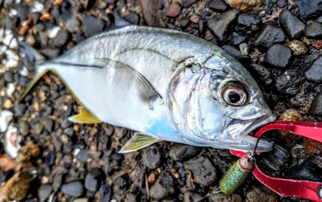 PXL_20241114_034314353.MP~2_copy_1807x1134