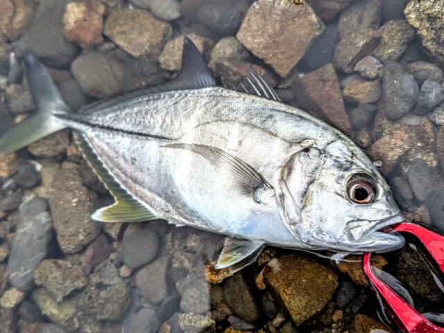 PXL_20241114_050152866.MP~2_copy_1361x1021