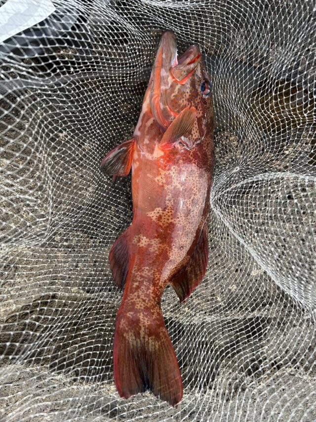 b9soUkUZAt0v4lT0DRllr3MdxvhH_TXBeVNFbSg5kbVBNYXHVMb9sYWvklxnVLVUaZe3QLwHWiouC4Z87M1wwi9mM7ZLfAfUvW12FCSTYYJSAnqJCtbtTgV2pOfiukdP-Y6RmCFYWj9R9NUu3GhWkQ==