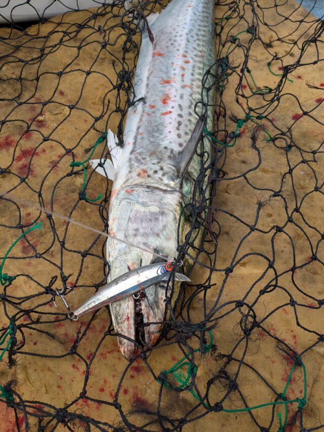 ｻｺﾞｼﾁｭｰﾝ