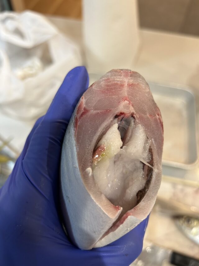 line_oa_chat_241109_195237