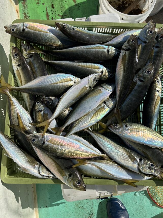 line_oa_chat_241109_195241