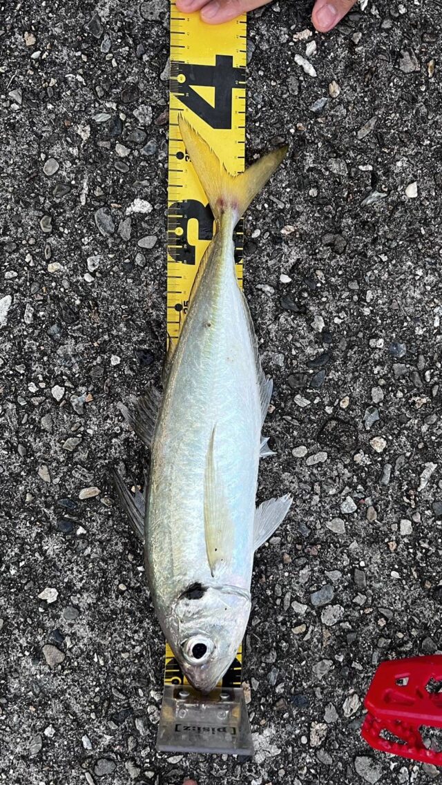 line_oa_chat_241116_110825