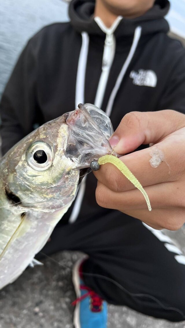 line_oa_chat_241116_111117