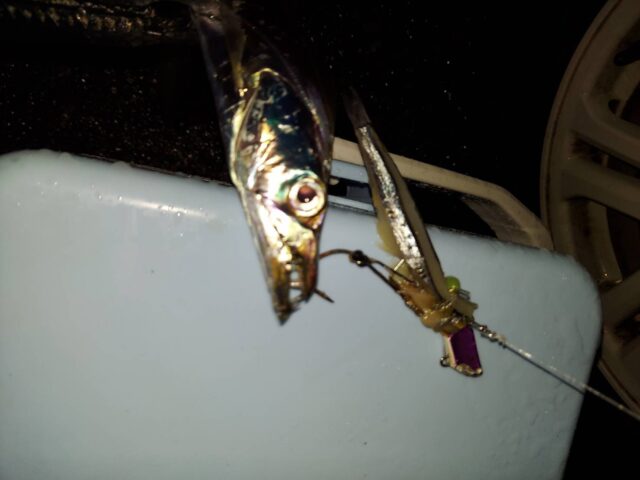 line_oa_chat_241117_101934