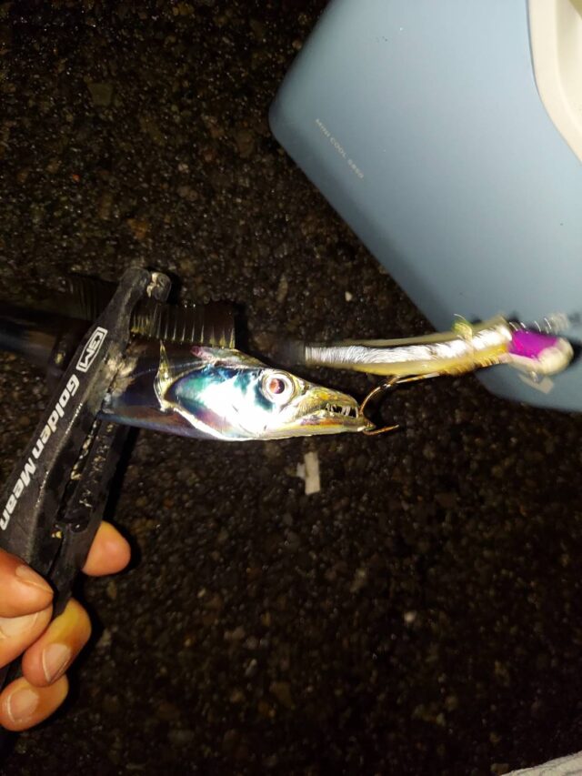 line_oa_chat_241117_101942