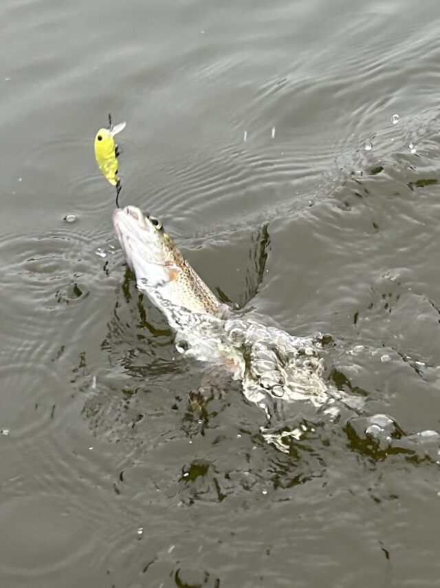 23595E5A-DF55-4269-BF40-63193E18DC37-640x854