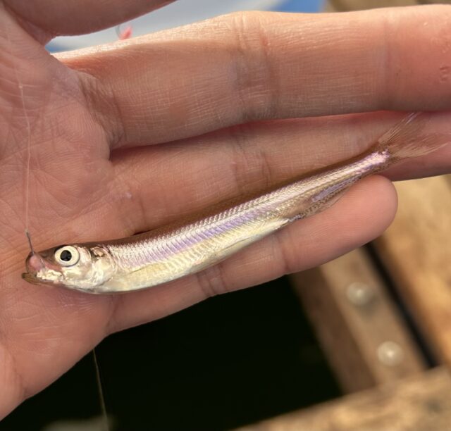 47044A78-AB86-46C1-B695-73D46F6210C0