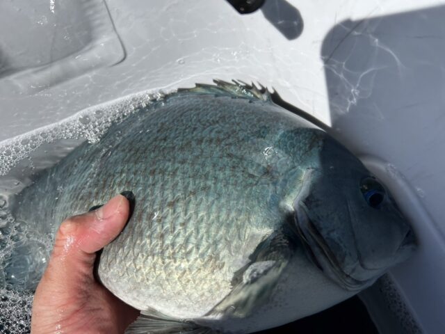 C-YX3qk2r__E5F-LY6s8-18vllAYgP-dXkFaXrWnZ5CcF964RCnK1JskFkAap6qiU38ehPnHT9jViy5WnbUM62lxB_UvWUbjGZKj9gLO24dV_gJskj4cvZvr91a0-Es0z-l8wzGQwHLkU5ioxg2GJw==