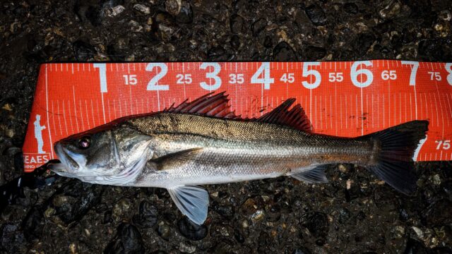 PXL_20241202_150903962~2_copy_2016x1134