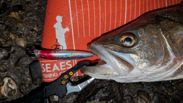 PXL_20241202_151044200_copy_2016x1134