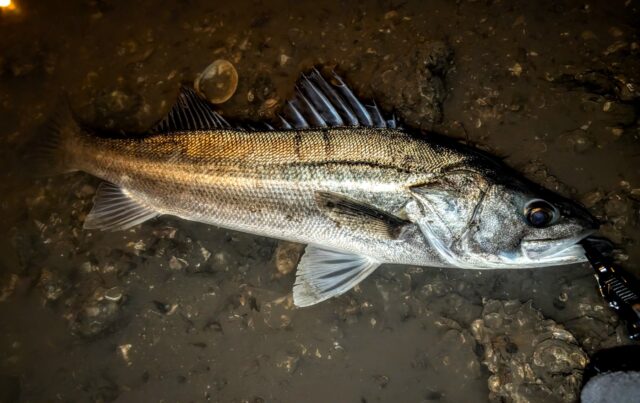 PXL_20241202_151301437~2_copy_1802x1134