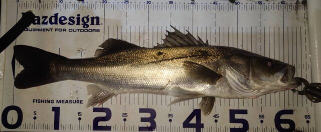 9l2Dz47q6kLaSobswmM_c0fce2yc5-Y1MG1555LcW-qp1-XfEf5KtTlP_sFn3jxrT3EBExf1YhB5d1CmTUNIMwstd2dPwsbgeIuYe8unCF338KFrKLvvs6CcROa_9QKfQ0mGTKiMiK02azDH-NEk1Q==