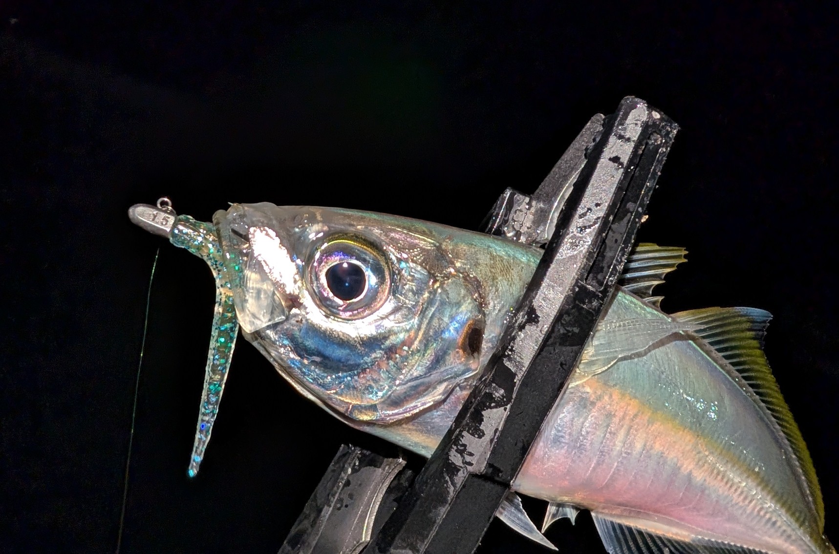 PXL_20250105_095739132_copy_1717x1134