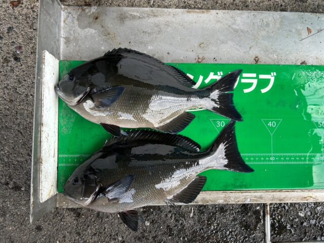 N1AQCUWUMUkbWk86aILON8nc22woVgTti0SwaKNGMh1AA_uwdGOH8rTIiZGCy_P3zg7CIu9Q15Lj3Lx_yOJtCti2-26AD29xDE56q1QIkIyx1GlLspdRtb6h5mucg6_nhQ7XXNlMIvOKyR-Uke5ipw==