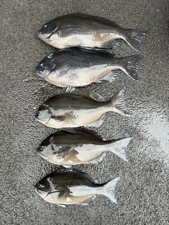 vrAP4bg5FdbOIi9tvgVBtxA7-lixyUqMXsyinuwzJeCOCqtvGfryulkKbyRQTyimULDBwslDL3s1cXCnMOeP2PhYU2JwGaOKKq1I73dWeCEr_9qvKIQDhLQJCwwGDVnmxjd32DvNFM_jZ_FnFQeU0g==