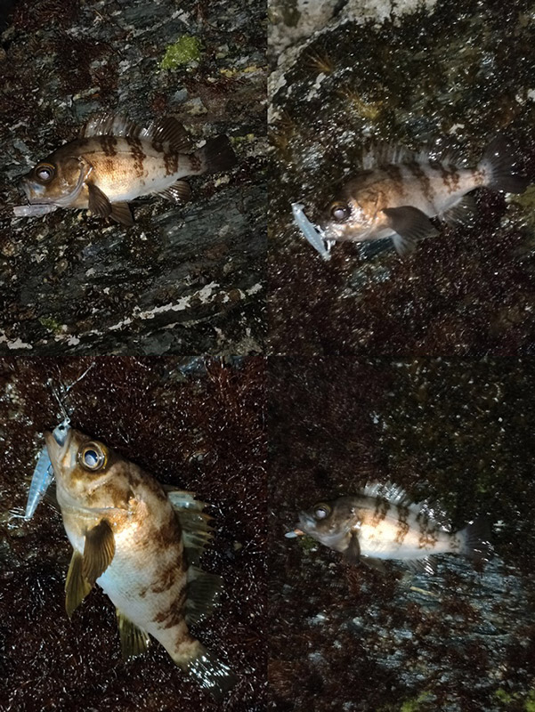 3月26日-オーソノ様