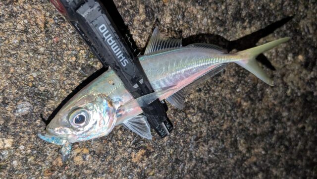 幅広な19㎝クラスのアジ！