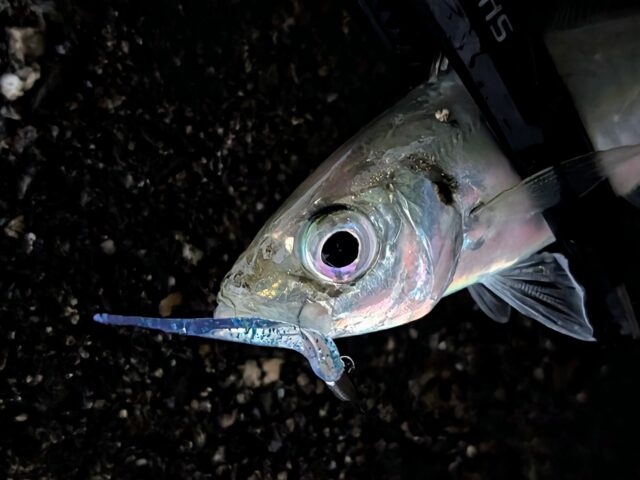 PXL_20250316_091755611~2