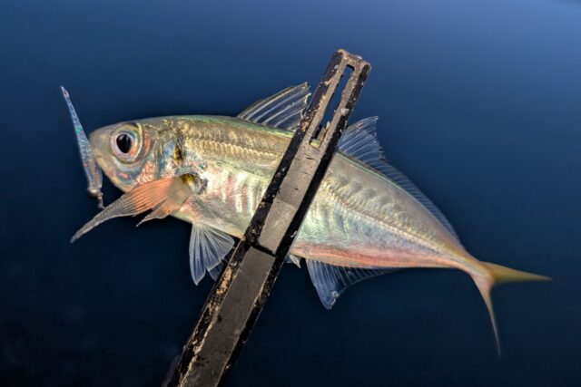 PXL_20250320_092518023_copy_1585x1058