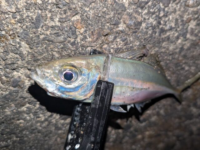 PXL_20250320_104157195_copy_1510x1134