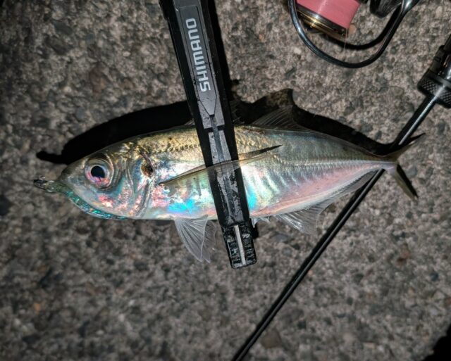 PXL_20250320_110516518_copy_1416x1134