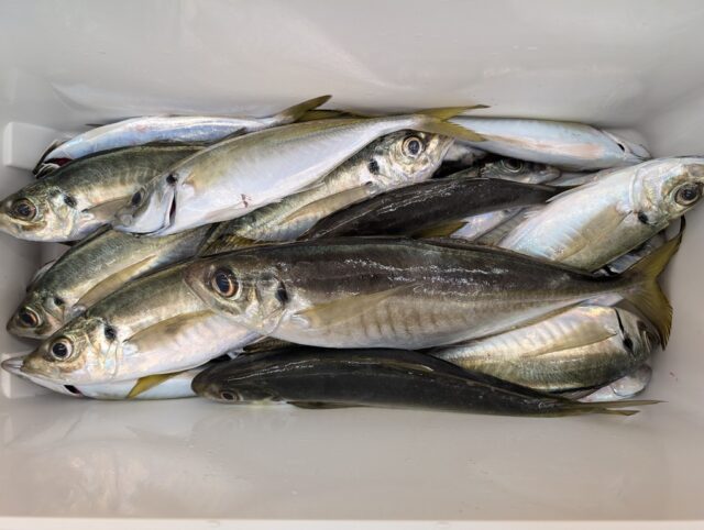 PXL_20250324_020033429