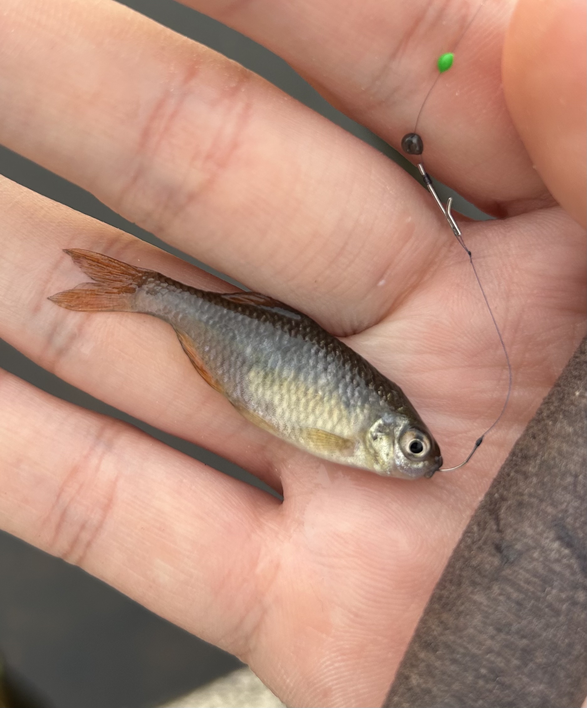 ポカポカ陽気を感じるタナゴ釣り | フィッシング遊