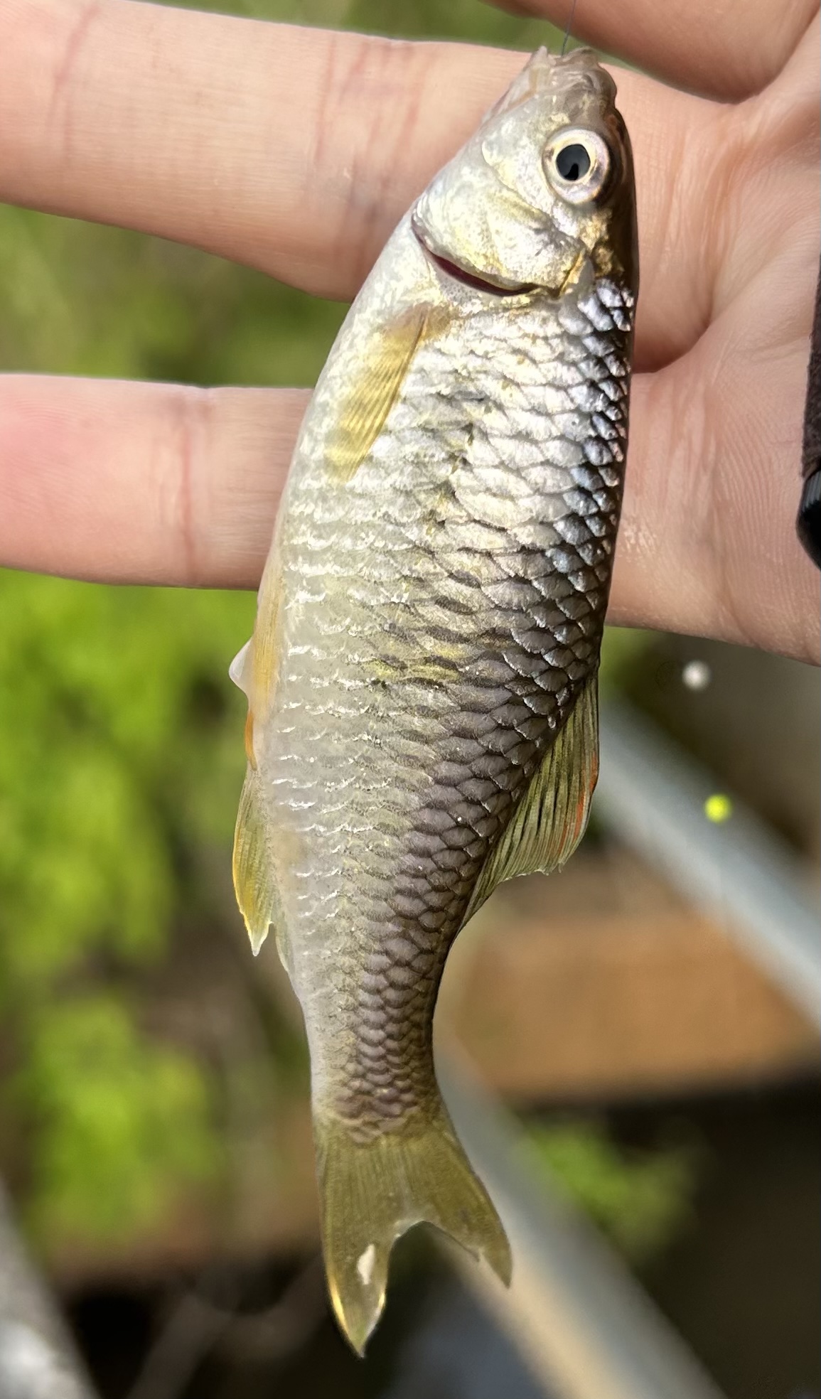 春タナゴ ポカポカ陽気を感じるタナゴ釣り | フィッシング遊