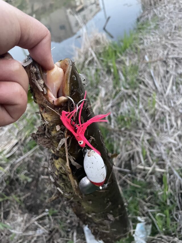 田中　2025ナマズ