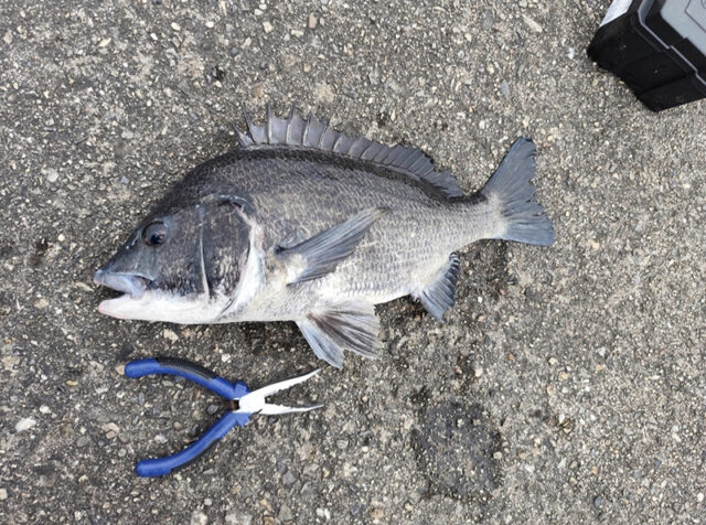 4月27日-にしき様