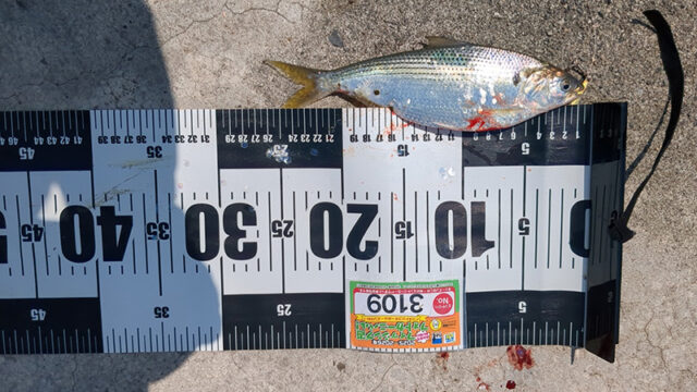 4月30日-３年目様