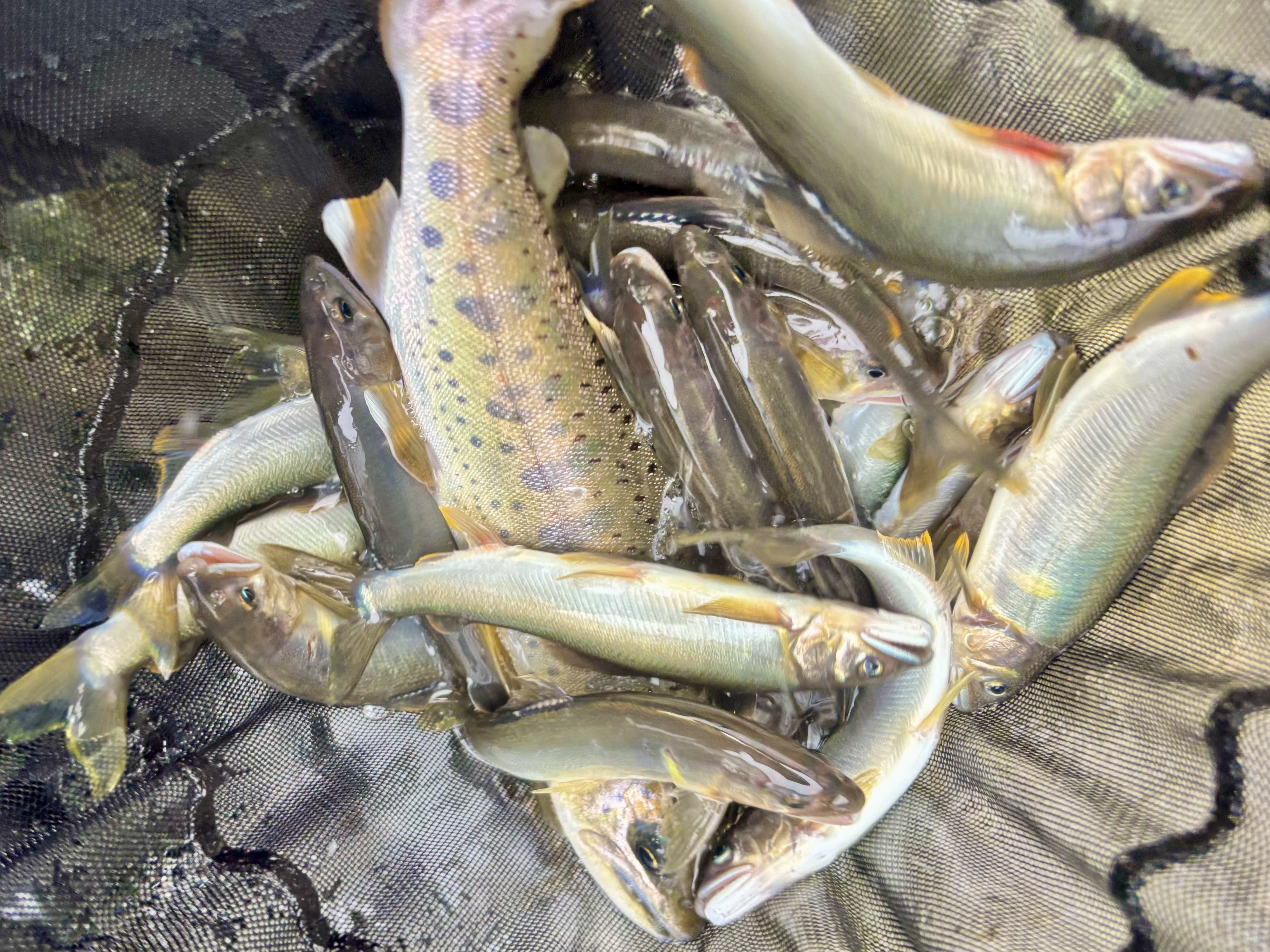 解禁3日目の興津川で鮎釣り！色んなゲストが！ | フィッシング遊